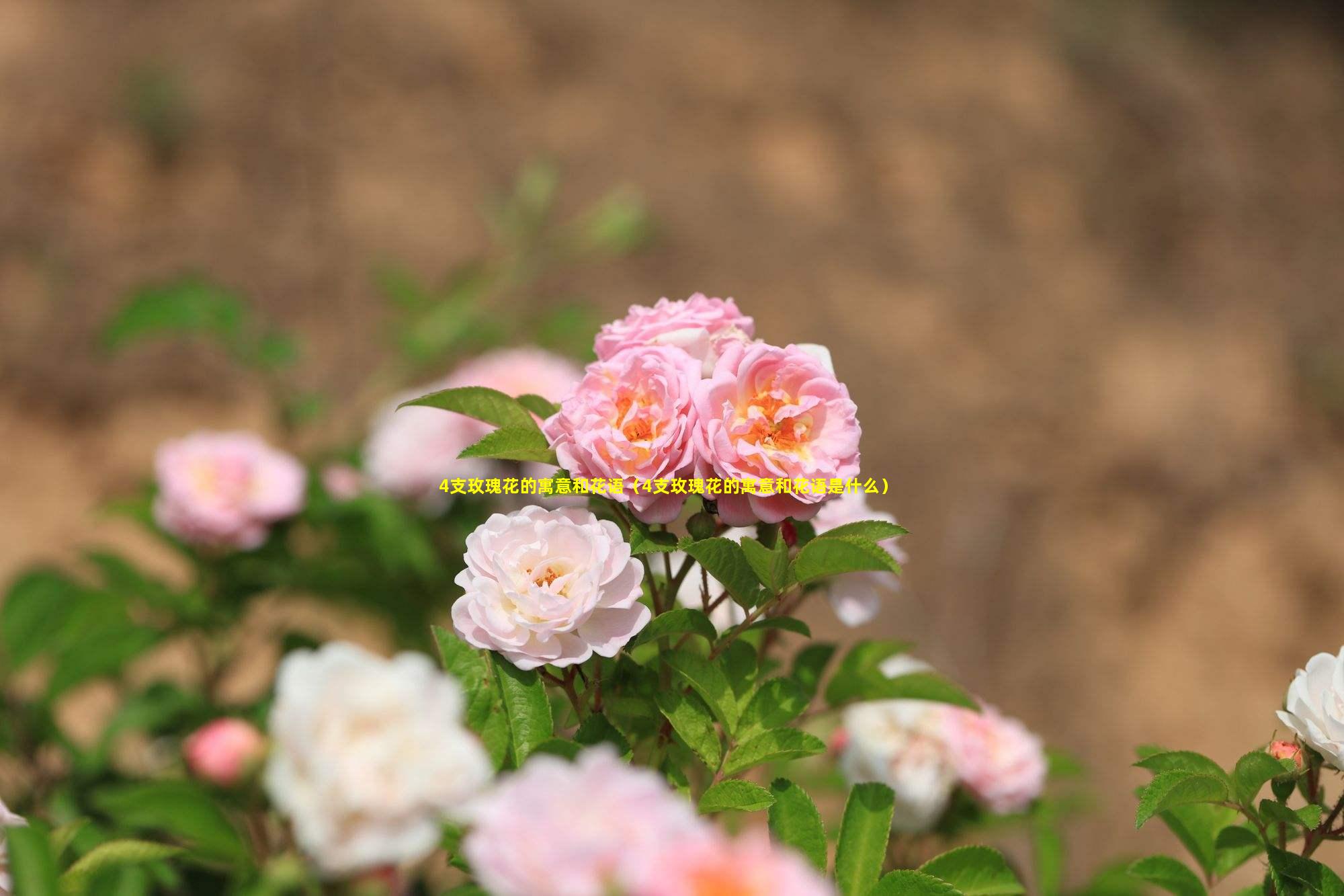 4支玫瑰花的寓意和花语（4支玫瑰花的寓意和花语是什么）