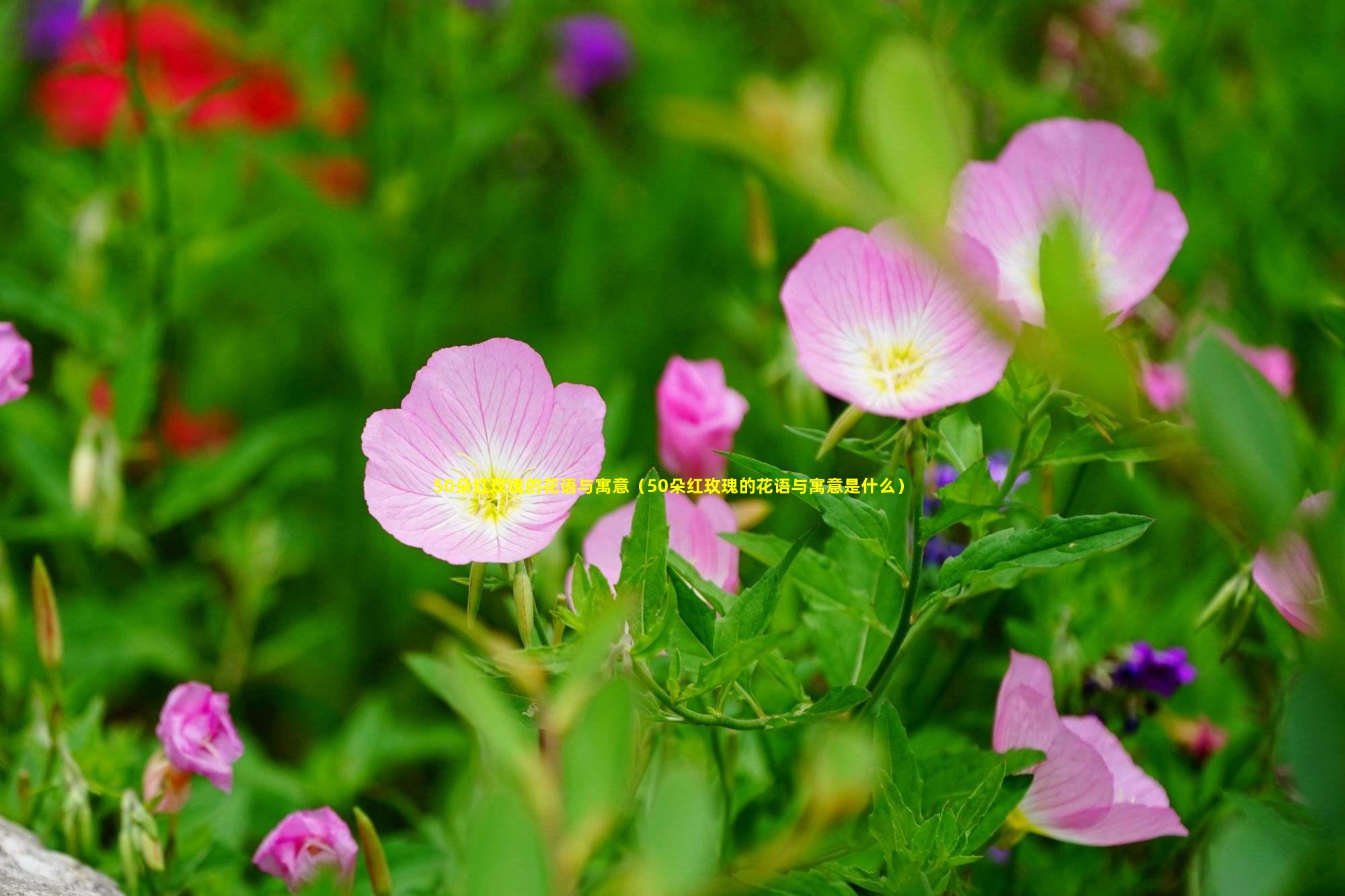 50朵红玫瑰的花语与寓意（50朵红玫瑰的花语与寓意是什么）