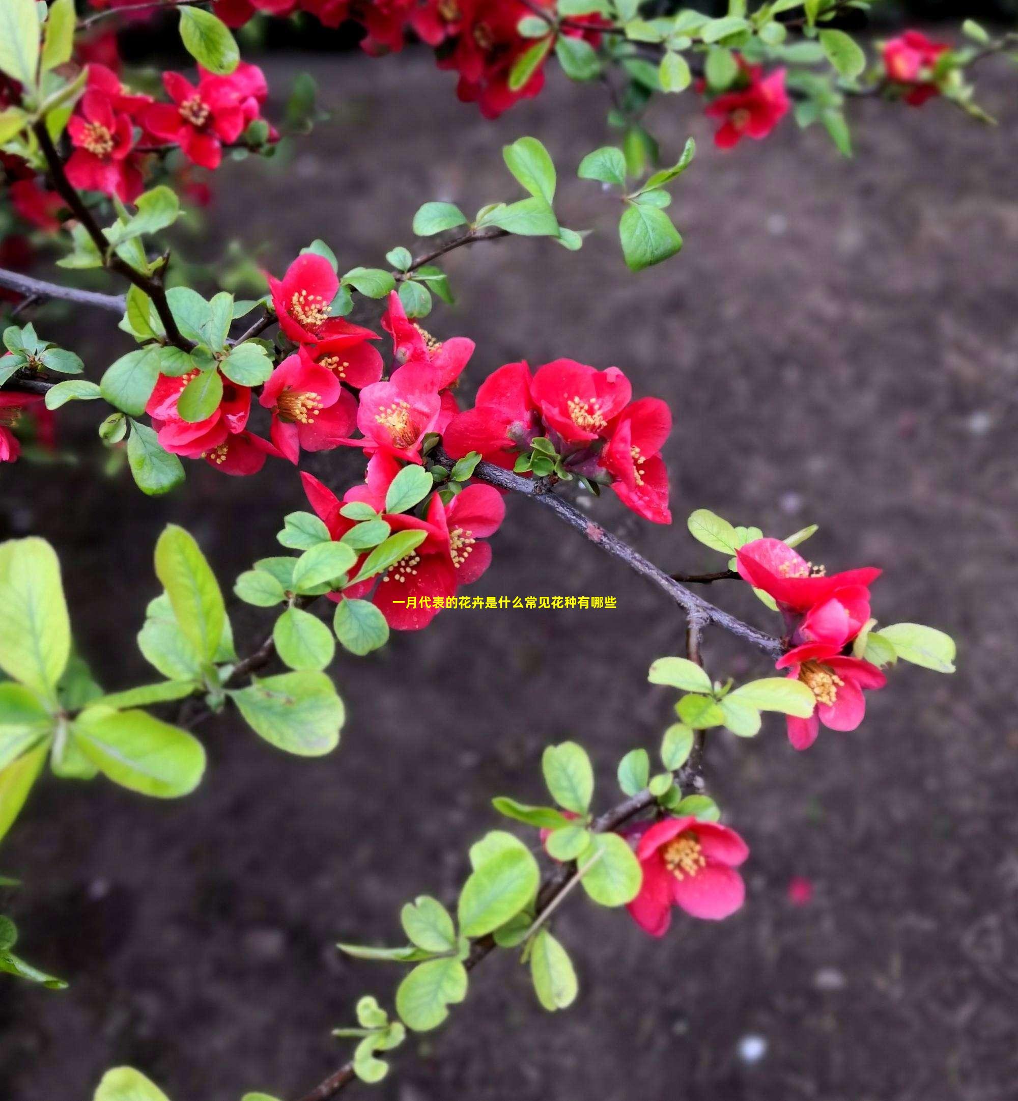 一月代表的花卉是什么常见花种有哪些