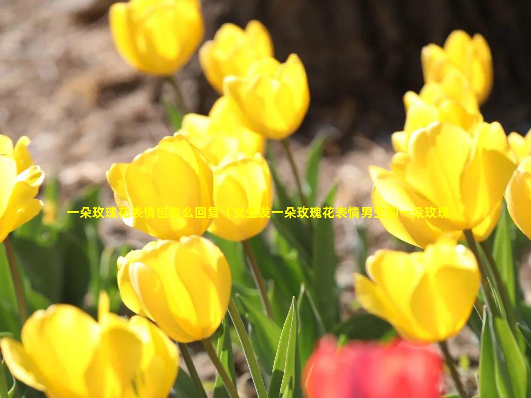 一朵玫瑰花表情包怎么回复（女生发一朵玫瑰花表情男生回一朵玫瑰花表情是什么意思）