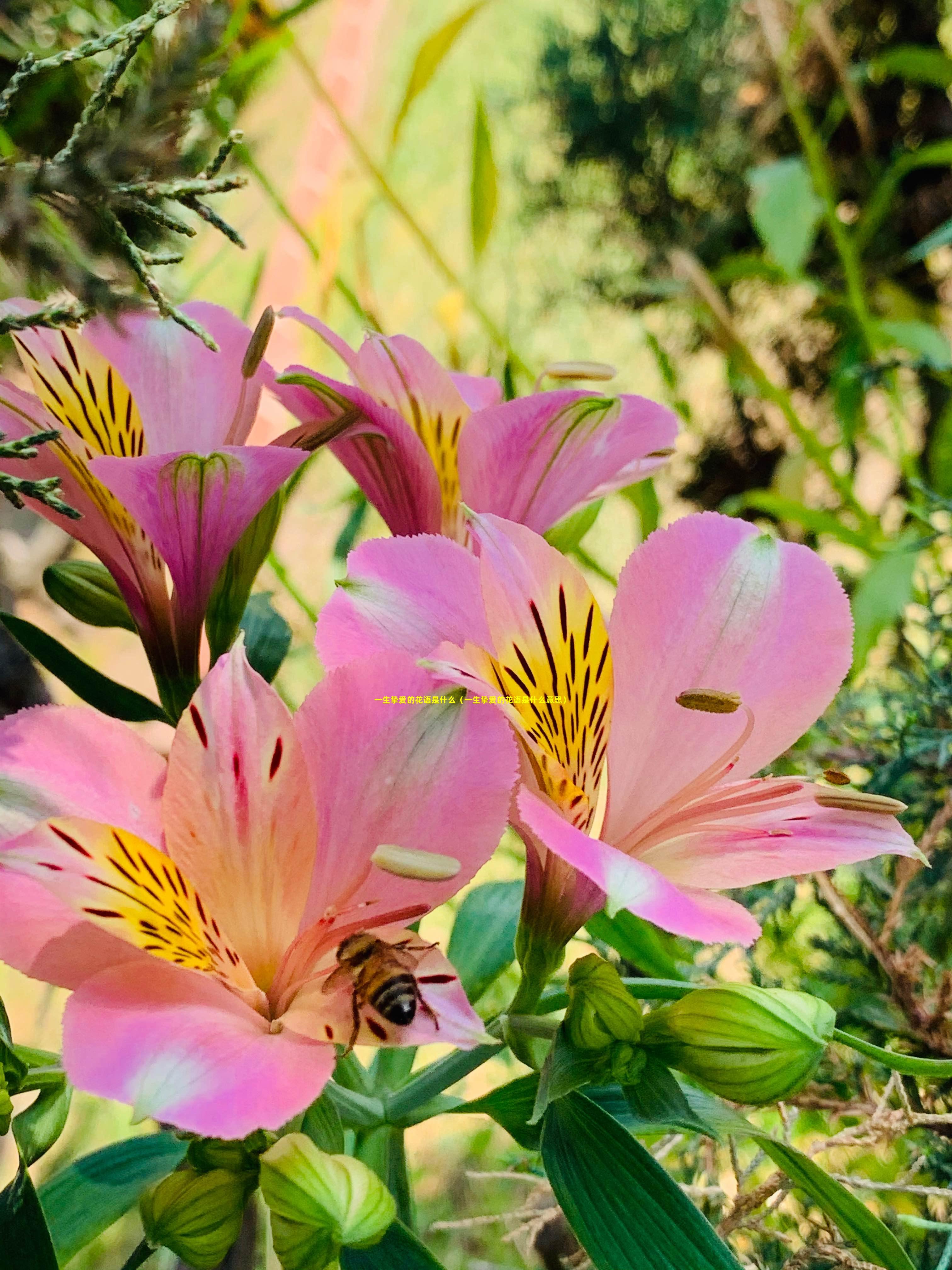 一生挚爱的花语是什么（一生挚爱的花语是什么意思）