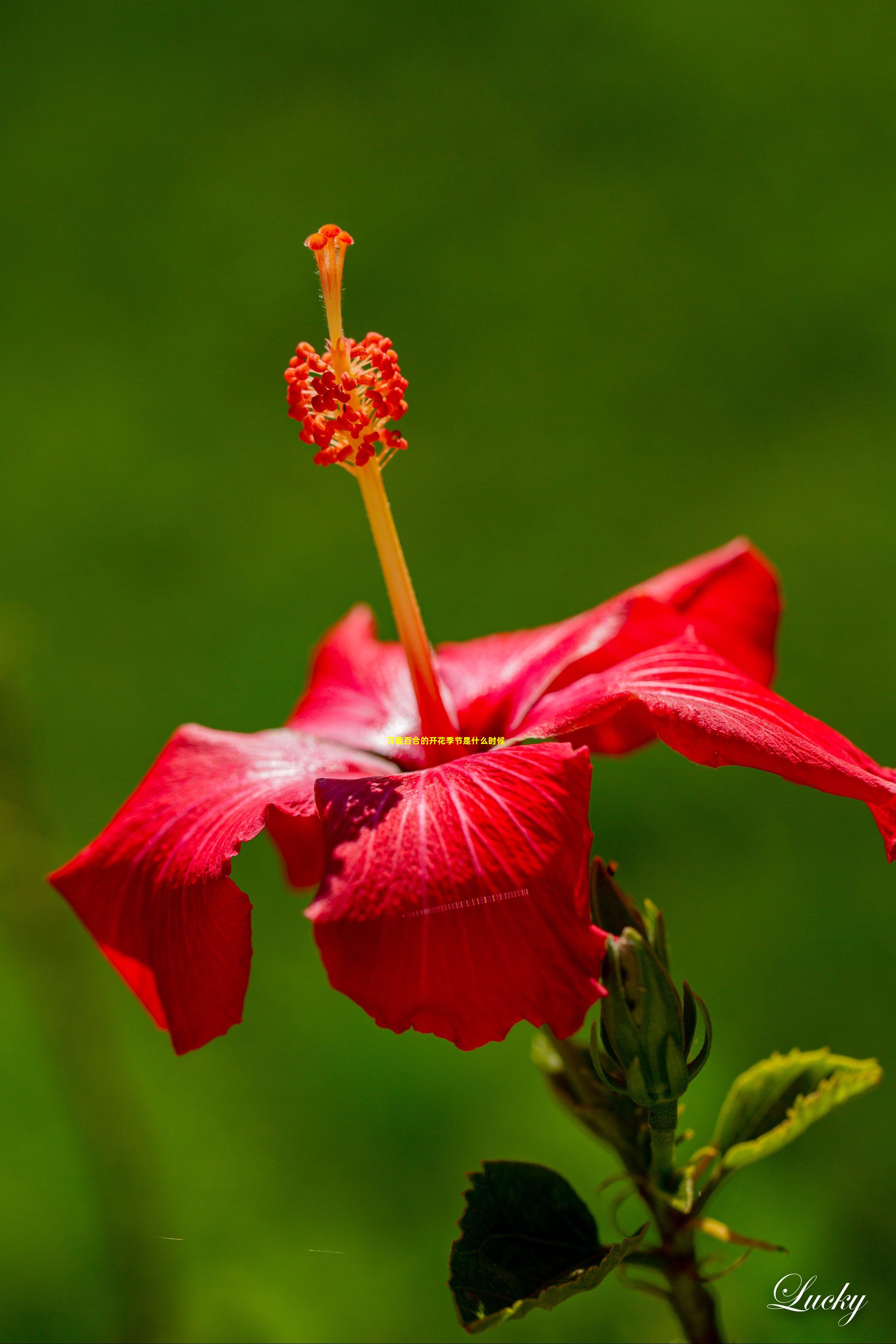 万载百合的开花季节是什么时候