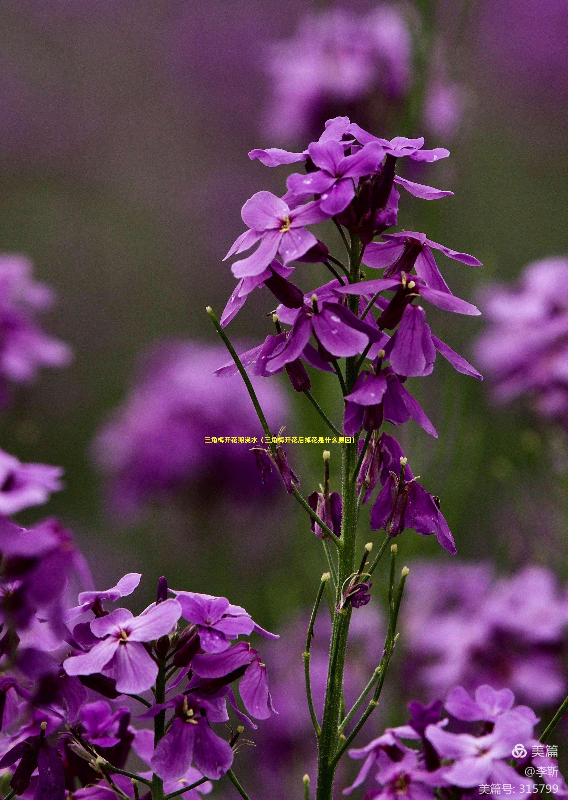 三角梅开花期浇水（三角梅开花后掉花是什么原因）