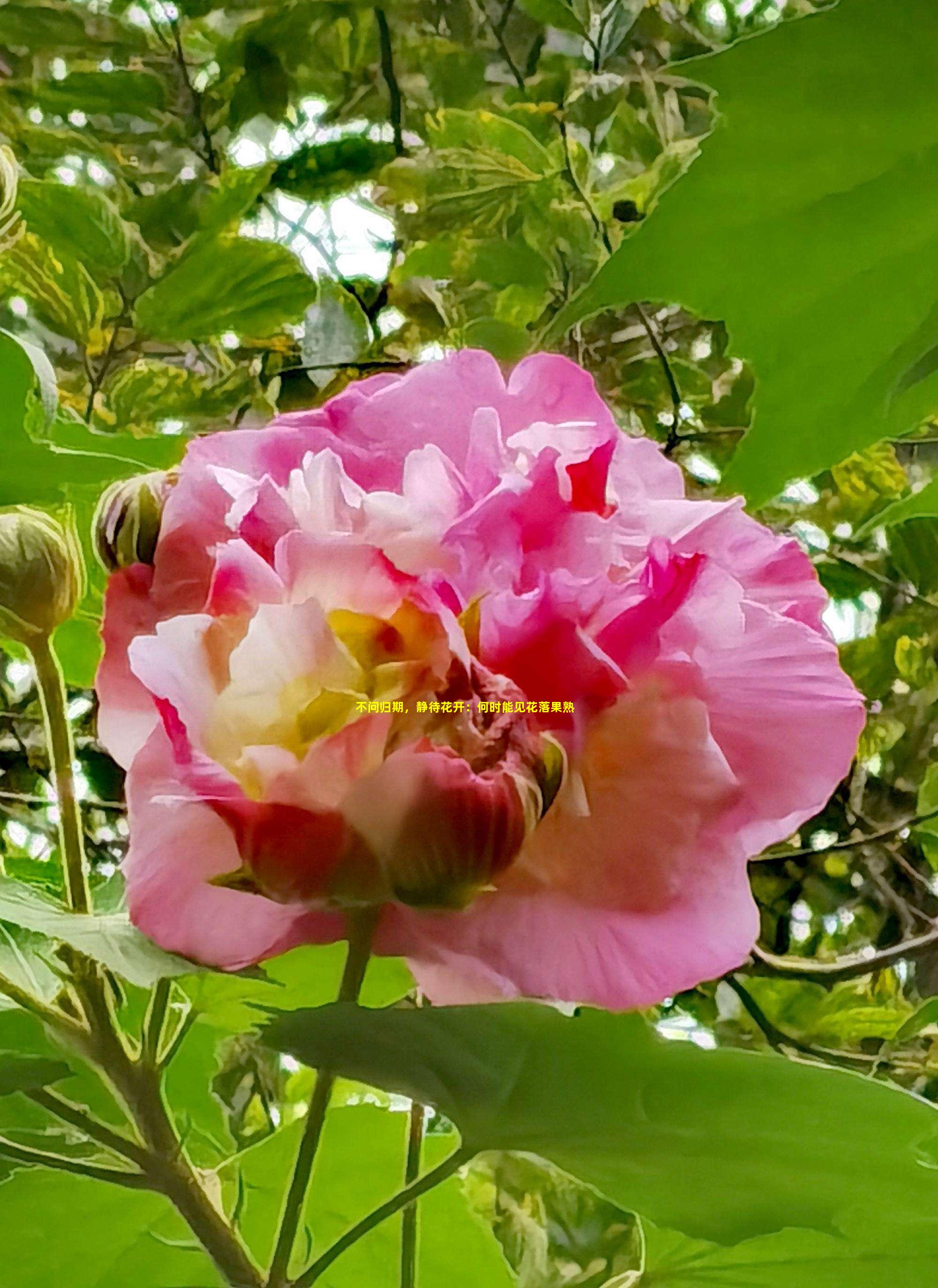 不问归期，静待花开：何时能见花落果熟