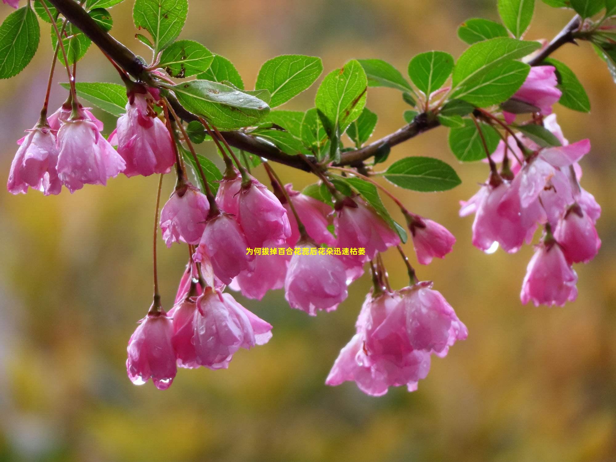 为何拔掉百合花蕊后花朵迅速枯萎