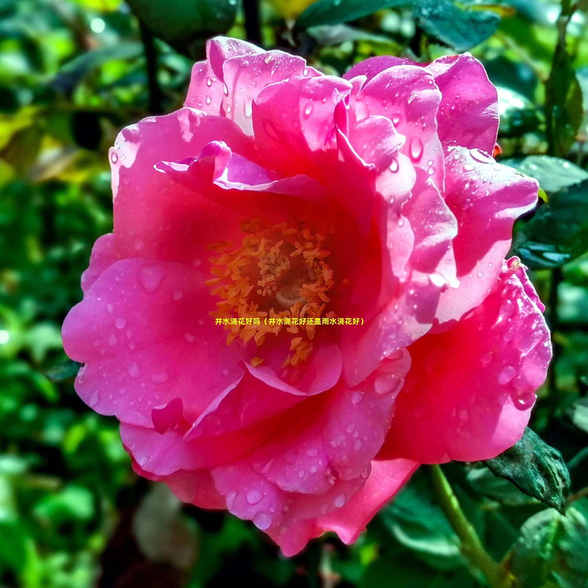 井水浇花好吗（井水浇花好还是雨水浇花好）