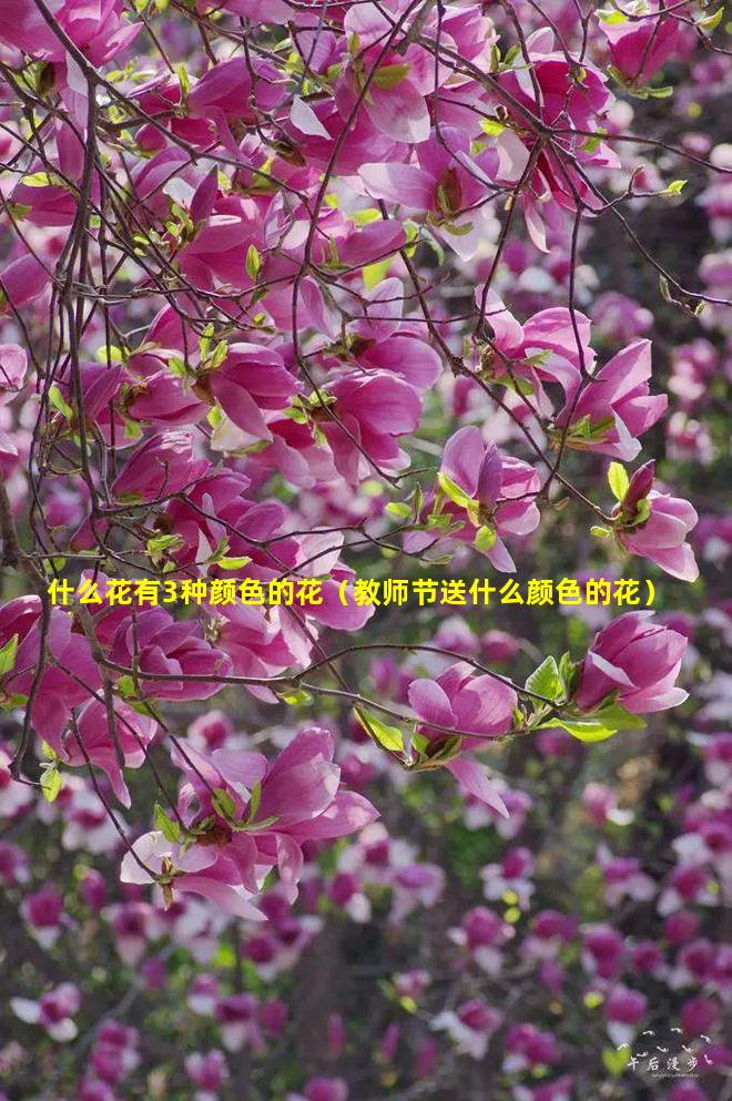 什么花有3种颜色的花（教师节送什么颜色的花）