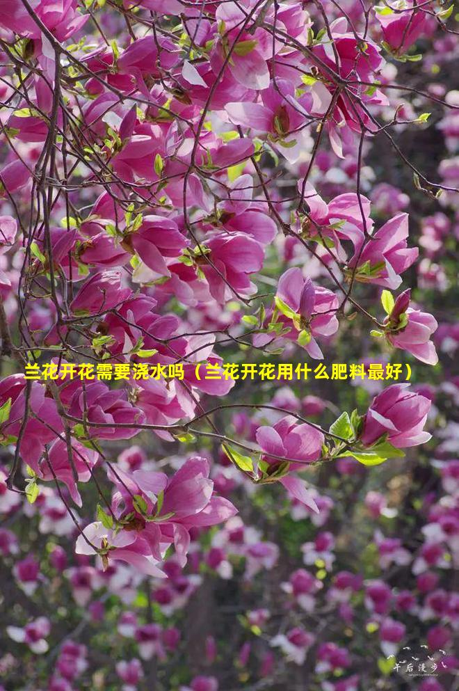 兰花开花需要浇水吗（兰花开花用什么肥料最好）