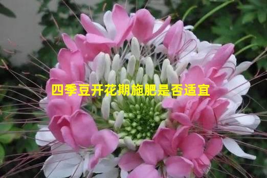 四季豆开花期施肥是否适宜