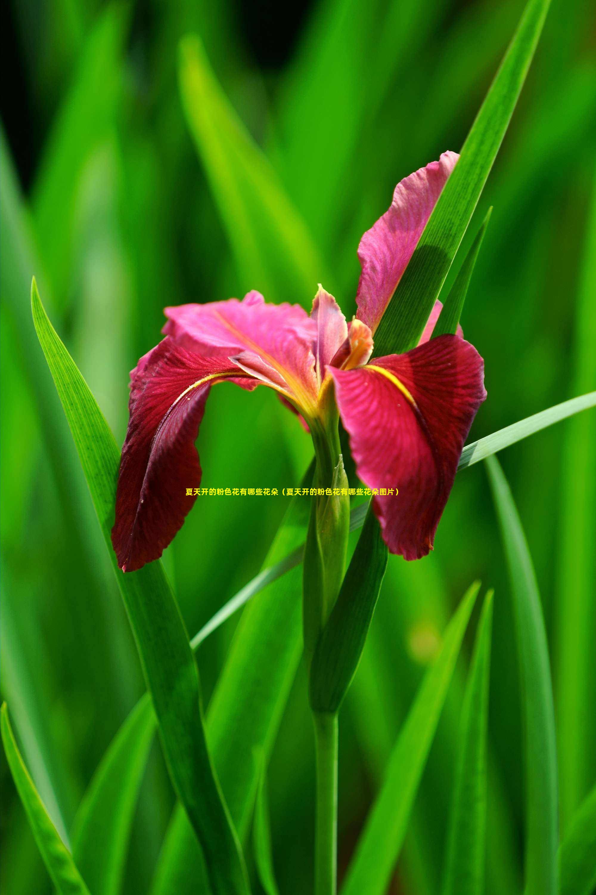 夏天开的粉色花有哪些花朵（夏天开的粉色花有哪些花朵图片）