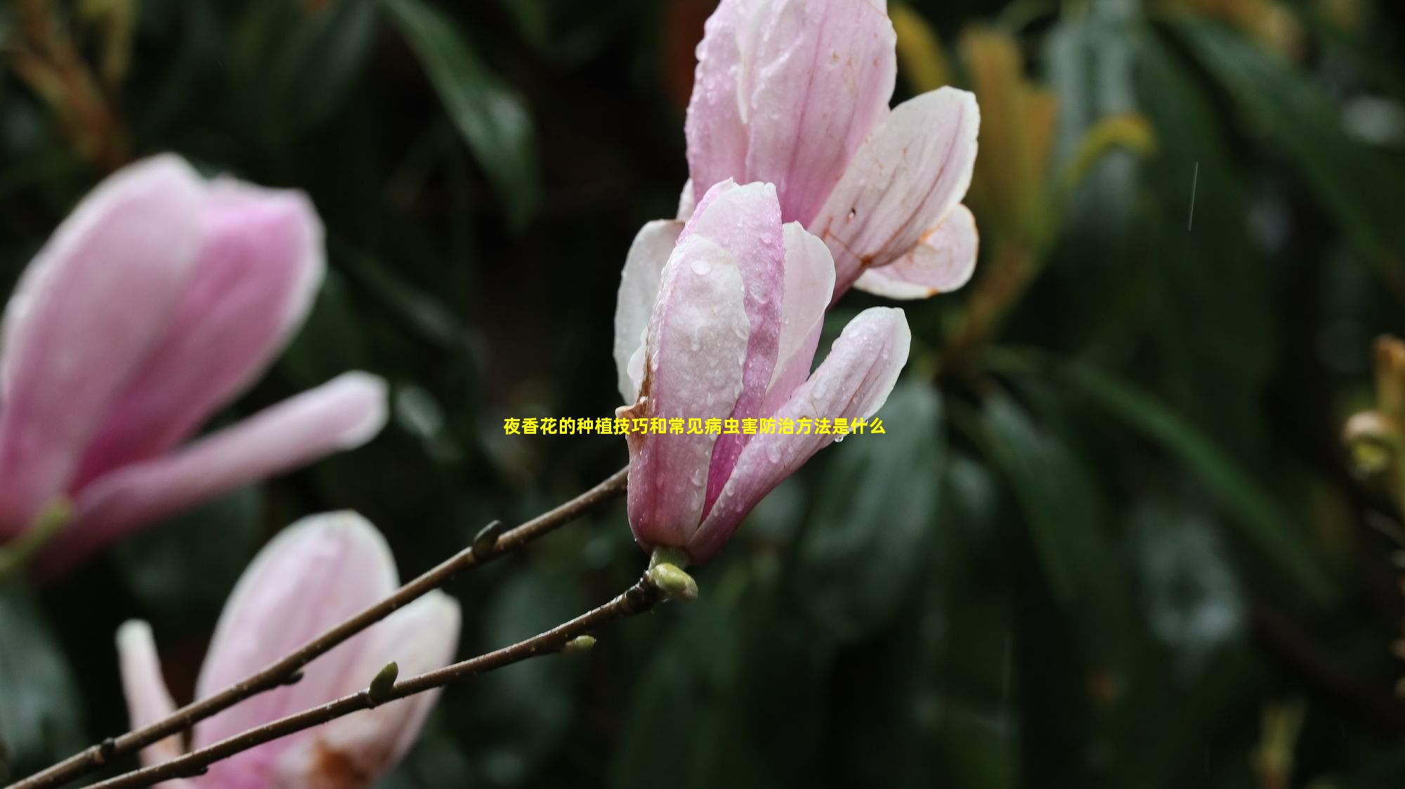 夜香花的种植技巧和常见病虫害防治方法是什么