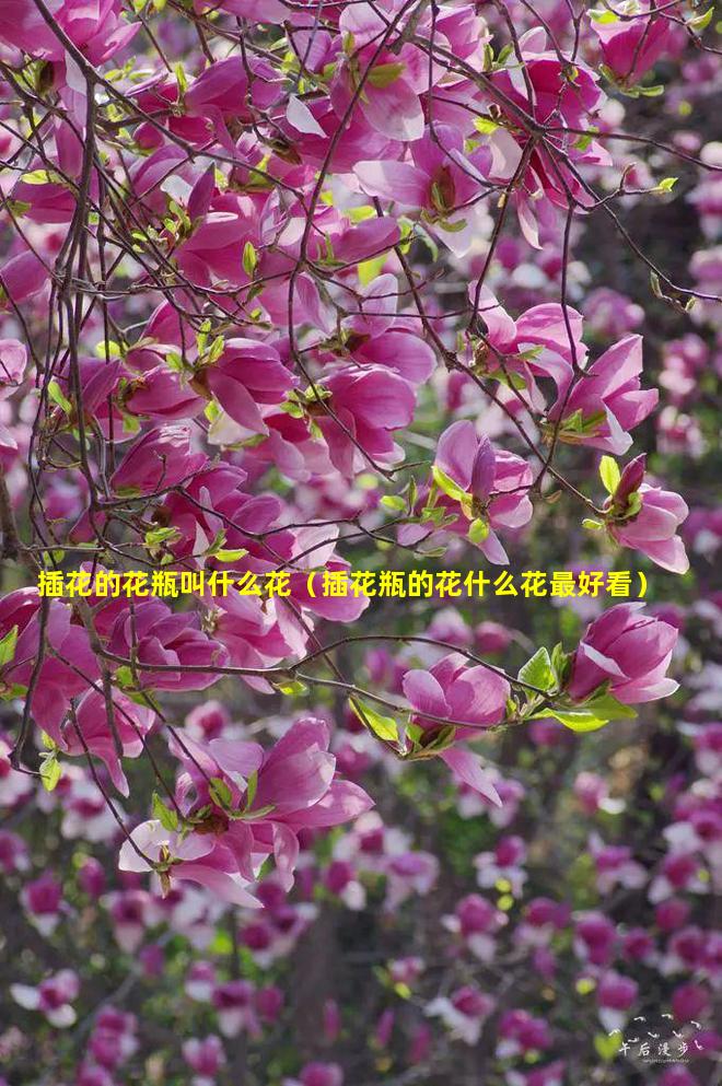 插花的花瓶叫什么花（插花瓶的花什么花最好看）