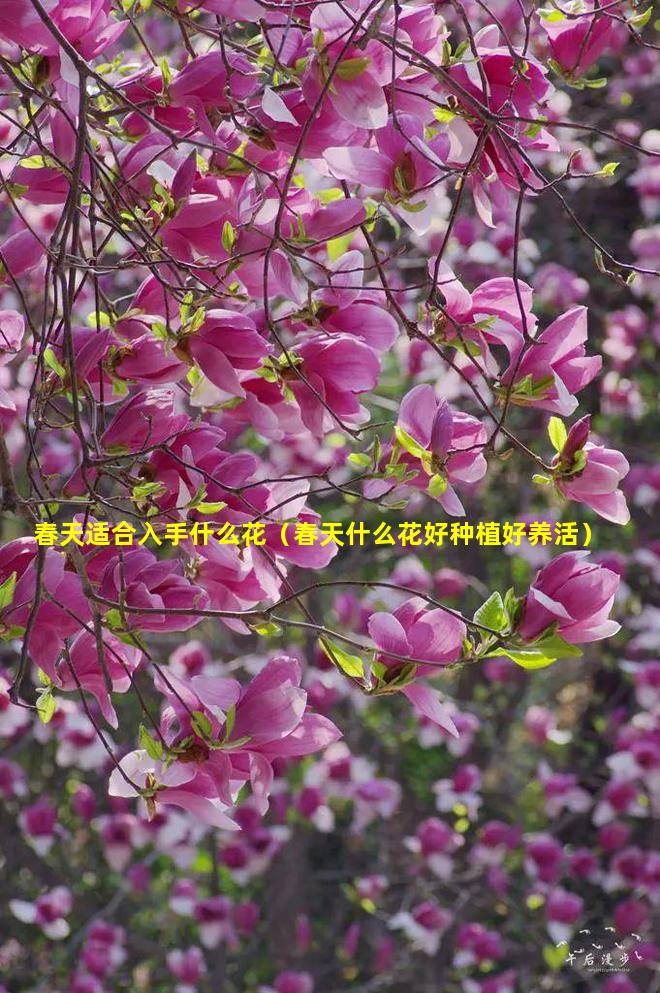 春天适合入手什么花（春天什么花好种植好养活）