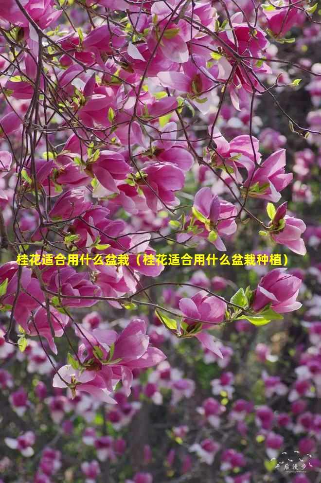 桂花适合用什么盆栽（桂花适合用什么盆栽种植）