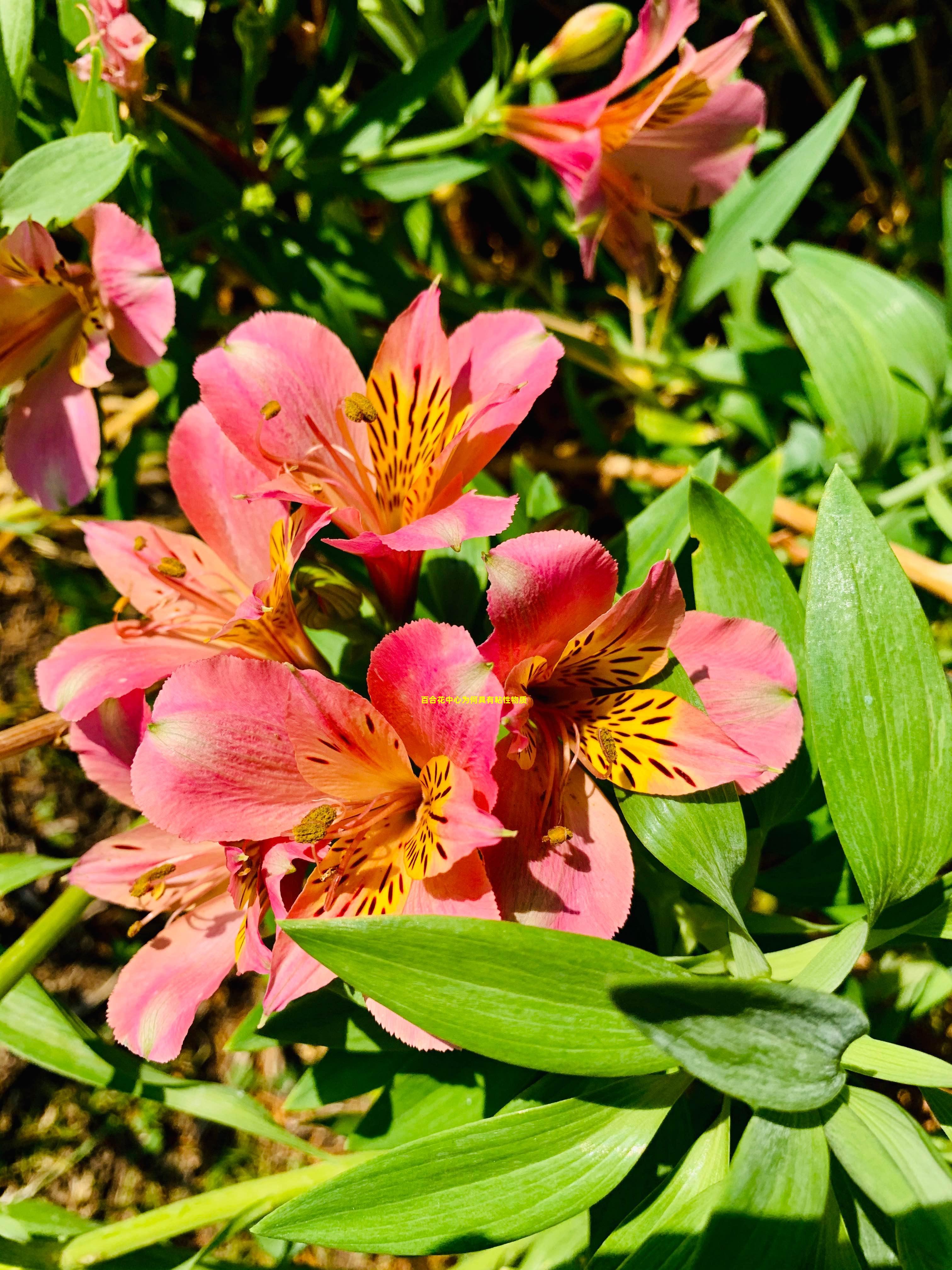 百合花中心为何具有粘性物质