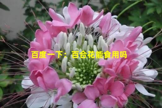 百度一下：百合花能食用吗