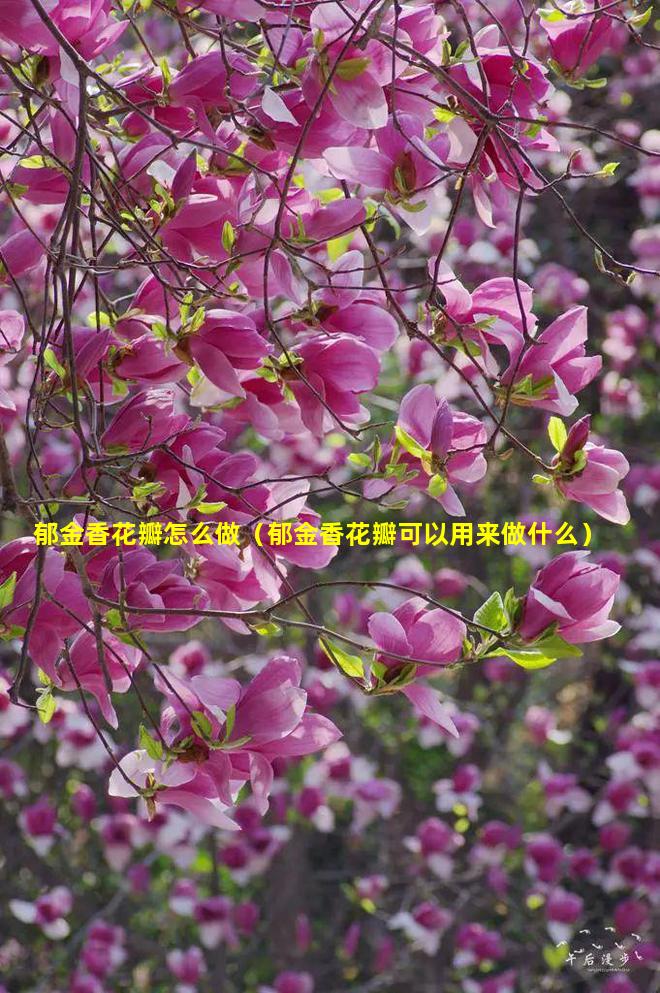 郁金香花瓣怎么做（郁金香花瓣可以用来做什么）